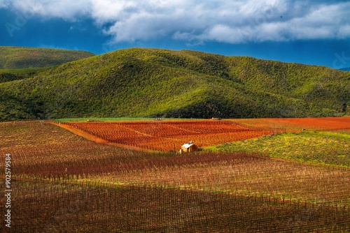 Nascent winter orchards, in winter afternoon light, beneath the Kammanassie mountains.  photo