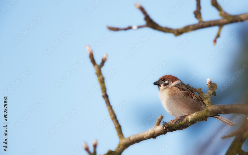 Bird, house sparrow or branch in forest for break, foraging or search for nest foliage in nature. Small male animal, woods or rest on twig from flight, habitat creation or looking for mate in Denmark Bird, house sparrow or branch in forest for break, foraging or search for nest foliage in nature. Small male animal, woods or rest on twig from flight, habitat creation or looking for mate in Denmark