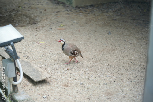 **チャカー（Chukar Partridge）**（*Alectoris chukar*）は、アジアに自生する狩猟鳥で、その独特な外見と適応力で知られています。チャカーは、特徴的な赤い顔と首、白と黒の模様が入った羽毛を持っており、体型は丸みを帯びています。この鳥は、乾燥した草原や岩の多い環境に生息し、急な地形にもよく適応しています。主に地上を歩いて食物を探し、種子や草の芽、昆虫を食べることが多い photo