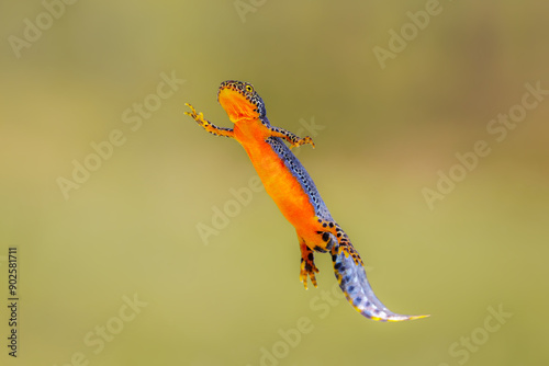 Close-up of a male alpine newt (Ichthyosaura alpestris) photo