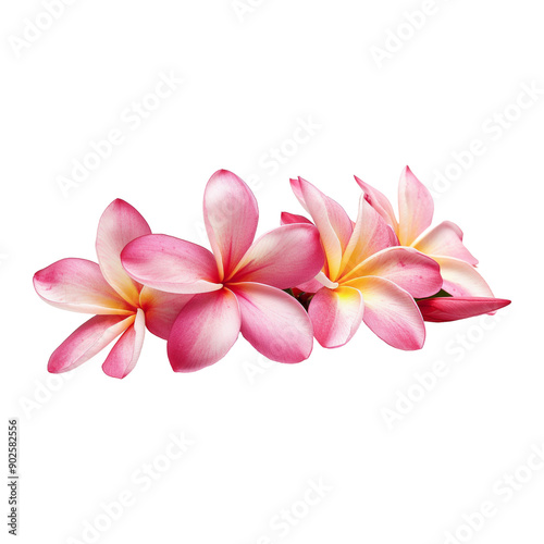 Pink Frangipani Or Plumeria Flower, Isolated Transparent, Generative Ai