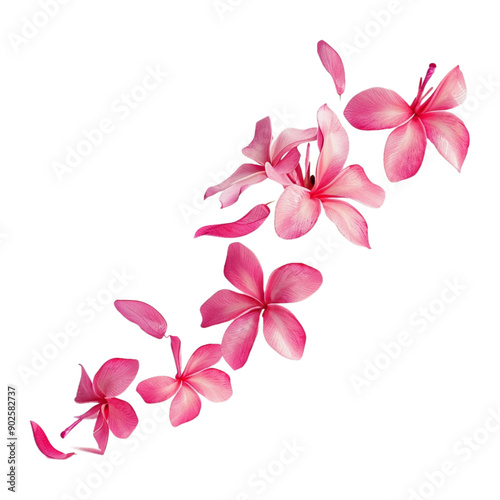 Falling plumeria or pink frangipani flowers blown by the wind with their petals falling, Isolated on Transparent Generative Ai photo