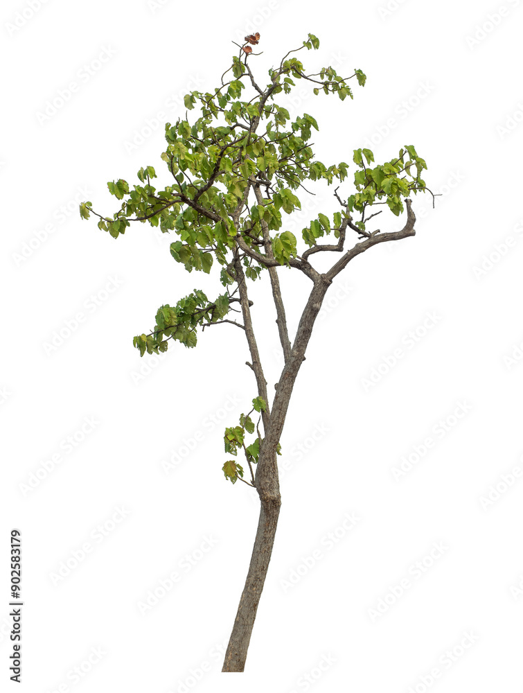 Green trees isolated on transparent background with clipping path and alpha channel. Green trees isolated on transparent background with clipping path and alpha channel.