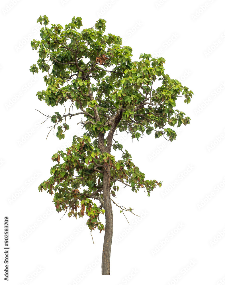 Green tree isolated on transparent background with clipping path and alpha channel. Green tree isolated on transparent background with clipping path and alpha channel.