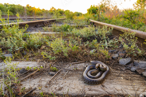 Smooth snake (Coronella austriaca) along a railway line photo