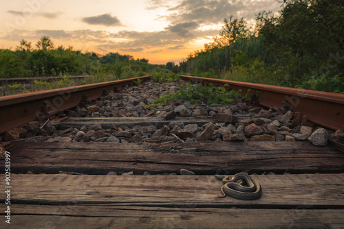 Smooth snake (Coronella austriaca) along a railway line photo