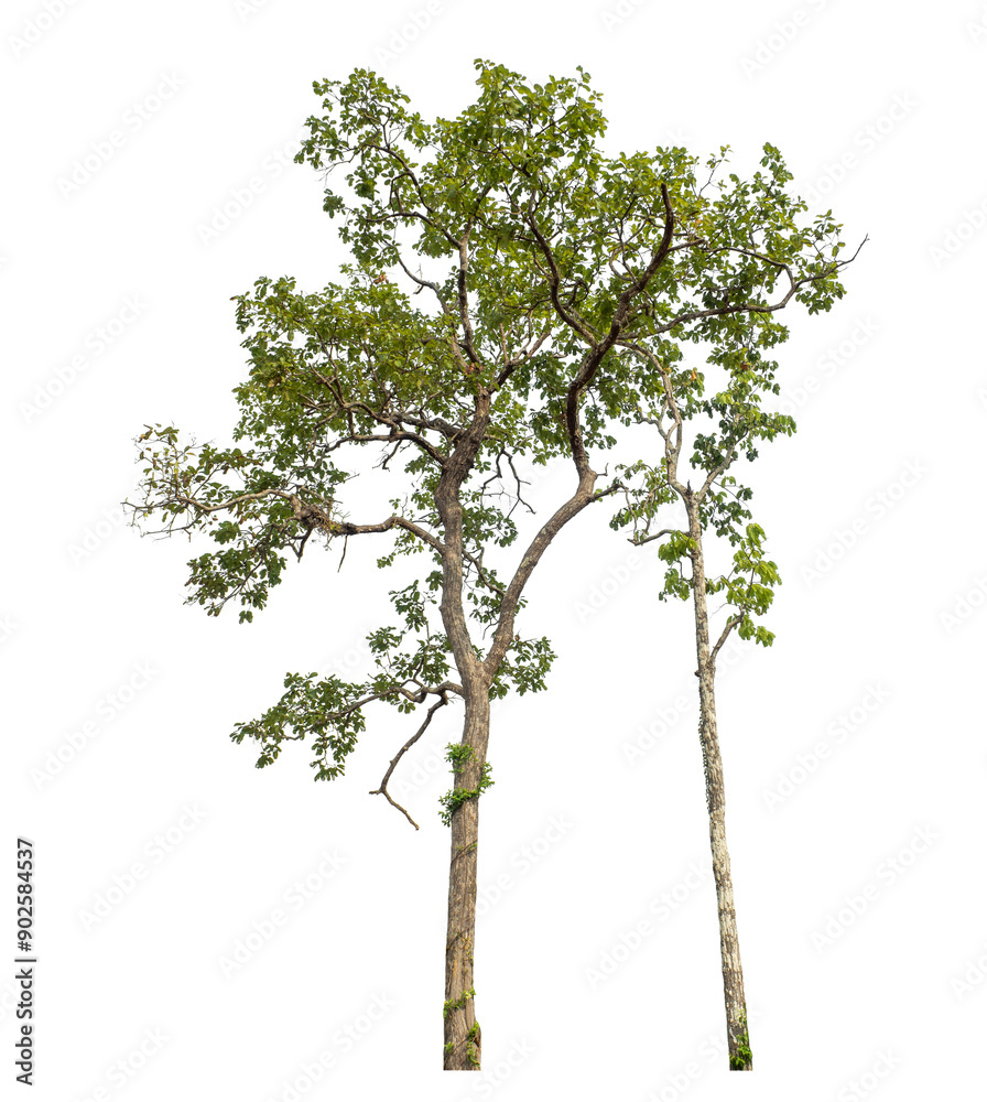 Green tree isolated on transparent background with clipping path and alpha channel. Green tree isolated on transparent background with clipping path and alpha channel.