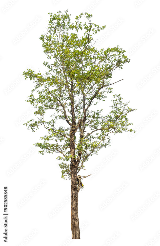 Green tree isolated on transparent background with clipping path and alpha channel.