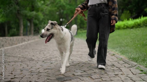A happy white dog walks with its owner along an alley in the park. Walking pets in the park during the day
