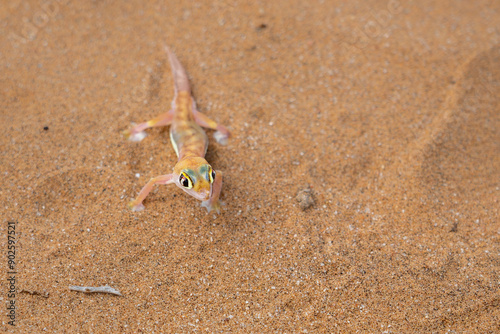 The Namib desert gecko (Pachydactylus vanzyli), also known as the Kaoko web-footed gecko stting in the red sand of the Namib Desert near Swakopmund in Namibia
