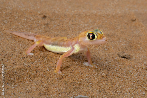 The Namib desert gecko (Pachydactylus vanzyli), also known as the Kaoko web-footed gecko stting in the red sand of the Namib Desert near Swakopmund in Namibia