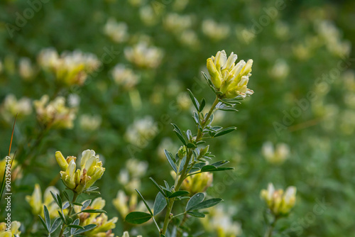 In the spring Chamaecytisus ruthenicus blooms in the wild photo