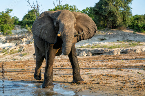 Close encounter with a bull elephant from a boat. African elephant showing dominant behaviour at the Chobe River between Botswana and Namibia in the green season.