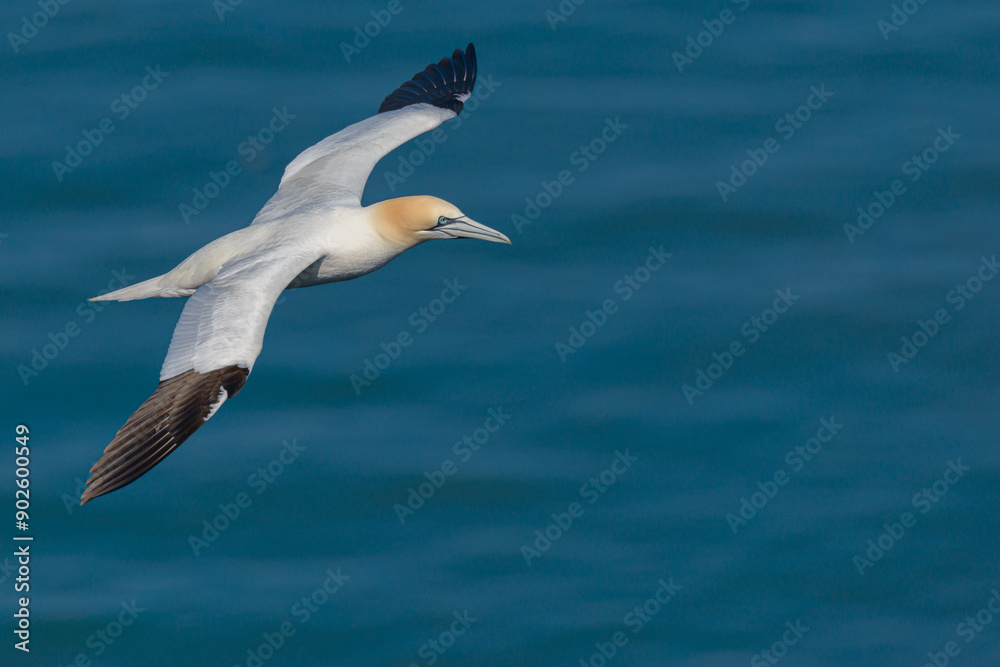 A lone northern gannet (Morus bassanus or Sula bassana) soaring gracefully above the North Sea off the coast of Northern England. A lone northern gannet (Morus bassanus or Sula bassana) soaring gracefully above the North Sea off the coast of Northern England.