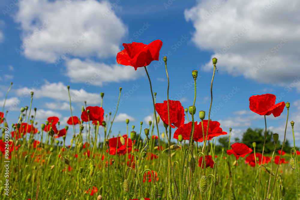 Obraz premium Papaver rhoeas or common poppy, red poppy is an annual herbaceous flowering plant in the poppy family, Papaveraceae, with red petals