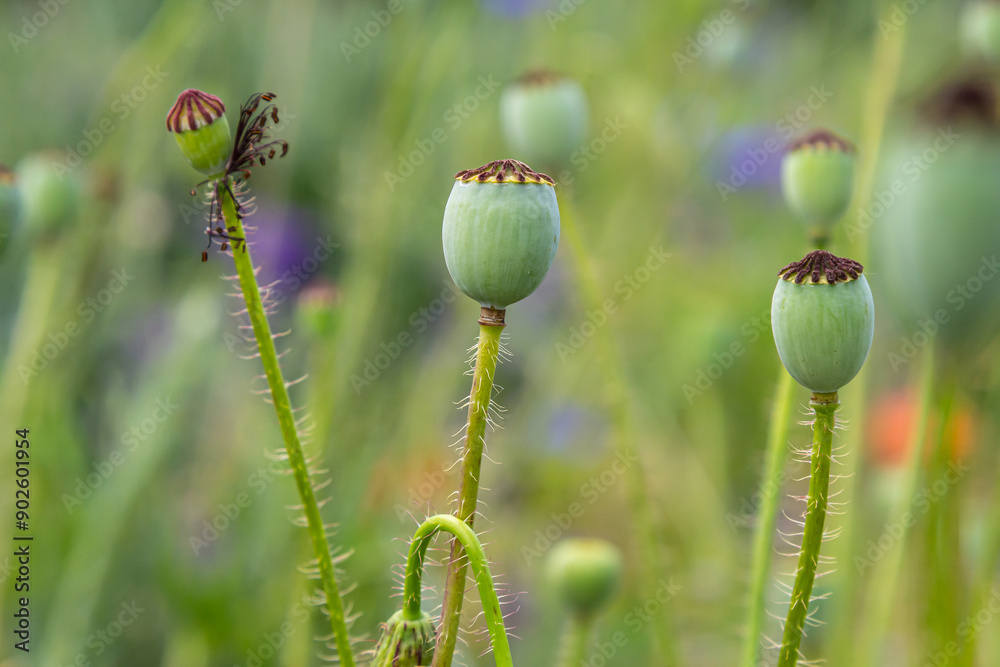 the way the fruit of a crab poppy flower is bowing its head the way the fruit of a crab poppy flower is bowing its head