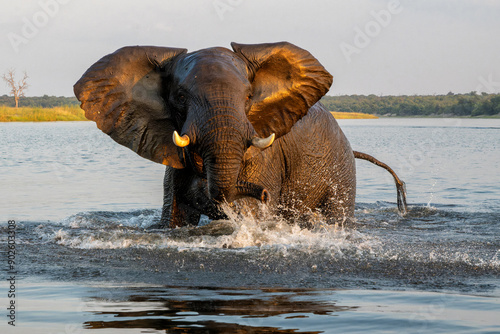 Close encounter with a bull elephant from a boat. African elephant showing dominant behaviour at the Chobe River between Botswana and Namibia in the green season.