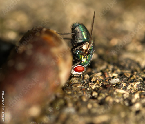 Stubenfliege Nahaufnahme
 photo