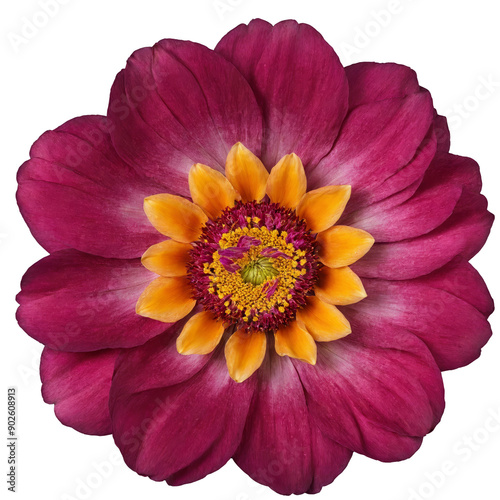 Beautiful detailed flower on transparent background, top view, high resolution