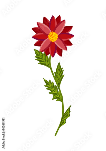 Bright flower of gerbera, chrysanthemum or daisy. Botanical vector illustration isolated on white background for postcard, poster, ad, decor, fabric and other uses.