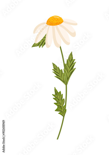 Chamomile flower. Botanical vector illustration isolated on white background for postcard, poster, ad, decor, fabric and other uses.