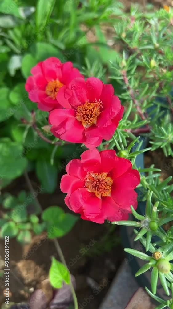 Beautiful pink roses in early morning hours in Vienna Hofburg garden. Nature, summer, travel concept. 4K UHD Beautiful pink roses in early morning hours in Vienna Hofburg garden. Nature, summer, travel concept. 4K UHD