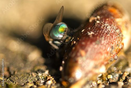 Stubenfliege auf Kadaver von hinten Nahaufnahme