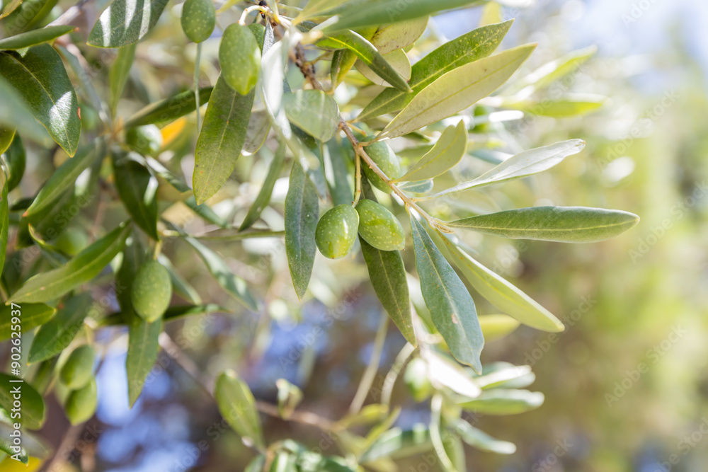Sunlit Olive Tree Branch With Green Olives And Silvery-green Leaves, Showcasing Vibrant Mediterranean Agriculture Sunlit Olive Tree Branch With Green Olives And Silvery-green Leaves, Showcasing Vibrant Mediterranean Agriculture