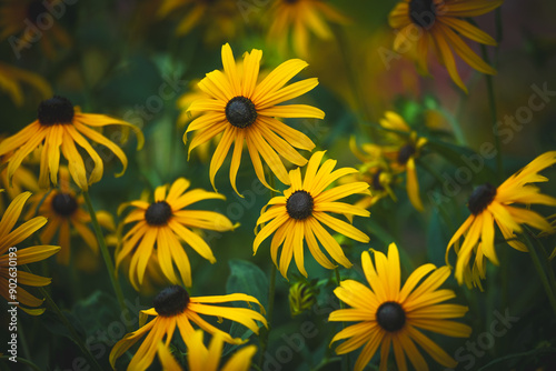 yellow Black-eyed Susan Rudbeckia fulgida amazing flower in summer garden, wallpaper or background theme