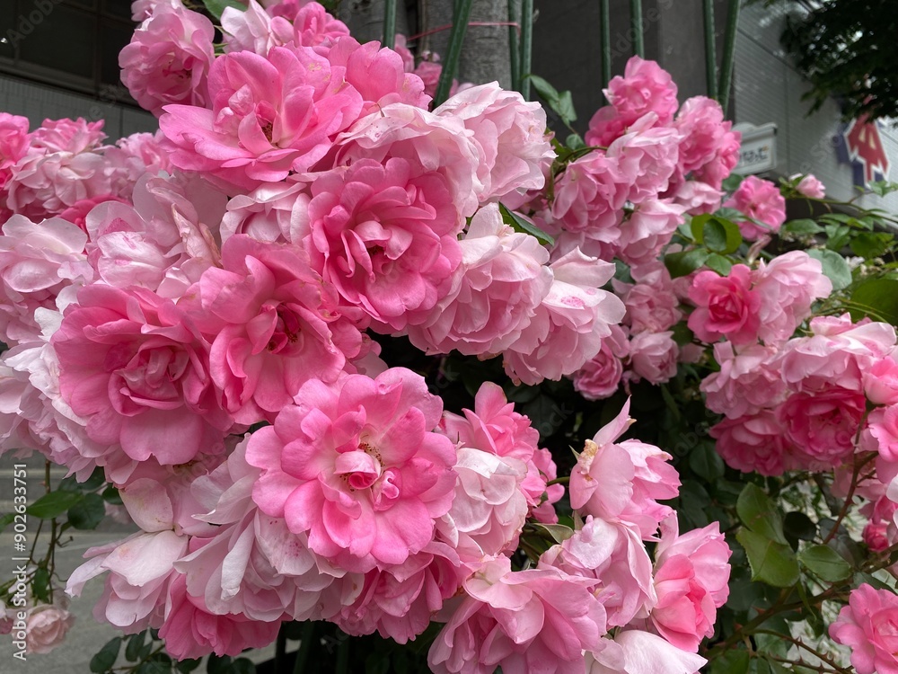 Obraz premium pink hydrangea flowers