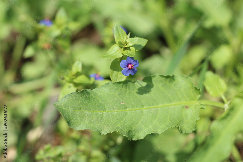 Anagallis arvensis or Lysimachia arvensis, commonly known as scarlet pimpernel, blue-scarlet pimpernel, poor man's barometer. Anagallis arvensis or Lysimachia arvensis, commonly known as scarlet pimpernel, blue-scarlet pimpernel, poor man's barometer.