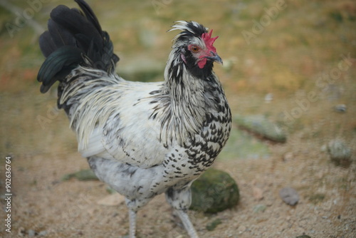 The Buff-Laced Frizzle is a variation of the Frizzle chicken, a breed known for its unique feather structure.|波蘭雞 