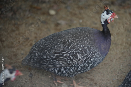 The helmeted guineafowl (Numida meleagris) is a distinctive bird native to Africa, known for its unique appearance and behavior.|珠雞 photo