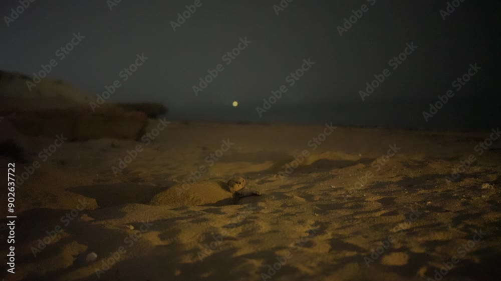 mature hawksbill Night sea hawksbill turtle digs hole in sand seaside beach summer eggs nestling journey nesting care instinct protection survival hatch cycle nature covering camouflage ocean in iran
