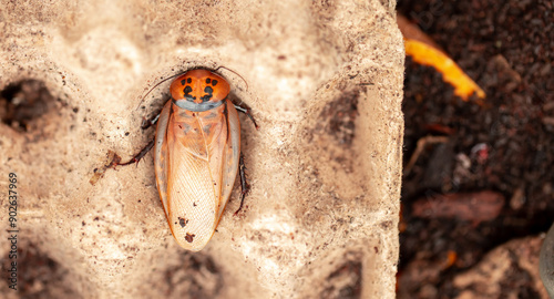 Madagascar Hissing Cockroach close-up. Exotic pet, tropical insect. photo