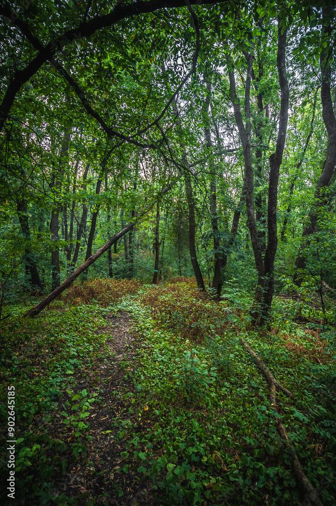 dirt track for mountain bikes in the forest, surrounded by acacia trees with lush green foliage dirt track for mountain bikes in the forest, surrounded by acacia trees with lush green foliage