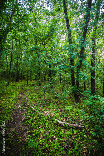 dirt track for mountain bikes in the forest, surrounded by acacia trees with lush green foliage