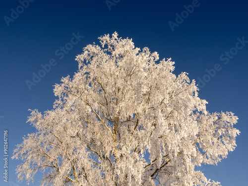 Frosty winter landscape