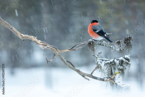 Eurasian bullfinch in winter landscape