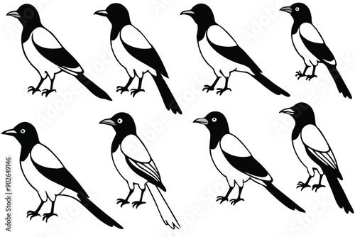 Magpie bird line art illustration