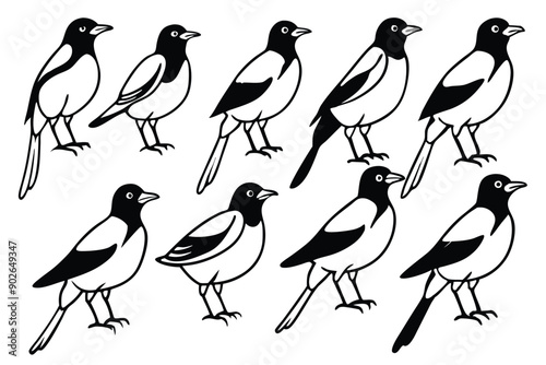 Magpie bird line art illustration