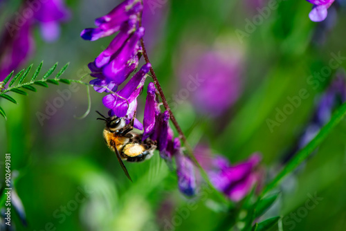 Nature's Harmony: Macro View of a Bombus Bee on a Purple Flower