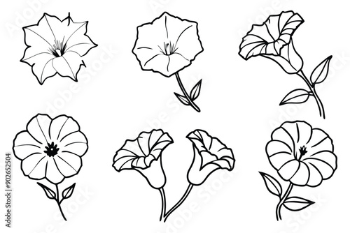 Morning glory line art illustration