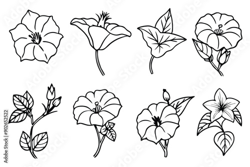 Morning glory line art illustration