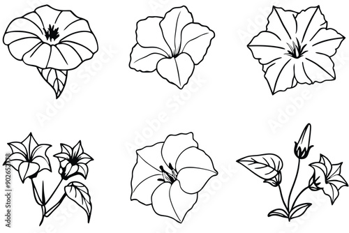 Morning glory line art illustration