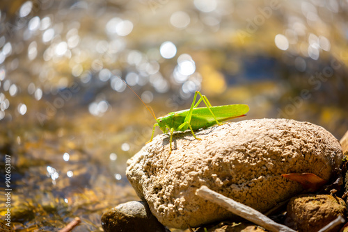 A green grasshopper sits on a stone. Great marsh grasshopper Stethophyma grossum, an endangered insect typical of wet meadows and marshes. photo