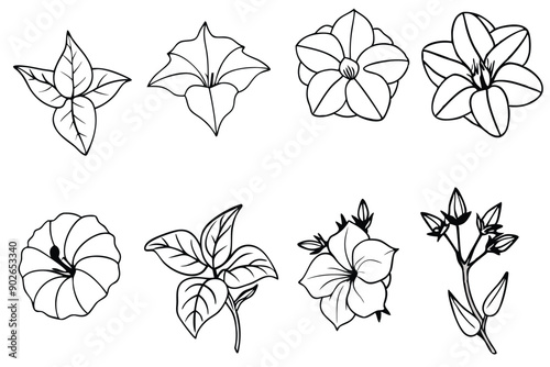 Morning glory line art illustration
