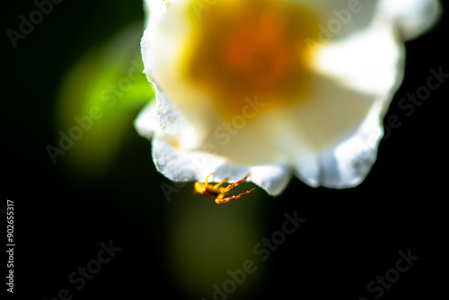 Nature's Ambush: Thomisus onustus on a White Flower photo