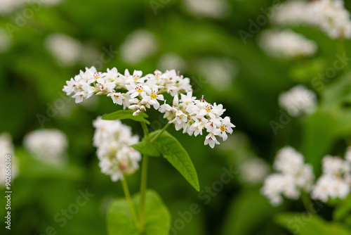 小さな蕎麦の花