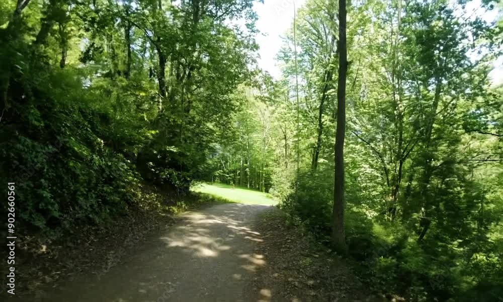 A tranquil forest path with birds chirping and leaves rustling. A tranquil forest path with birds chirping and leaves rustling.